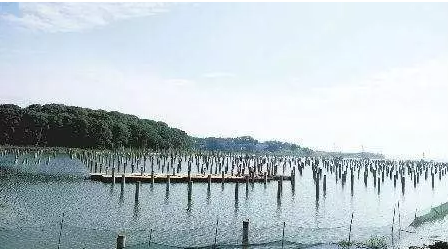 濕地建光伏有風(fēng)險，某地已開展“清河行動”！