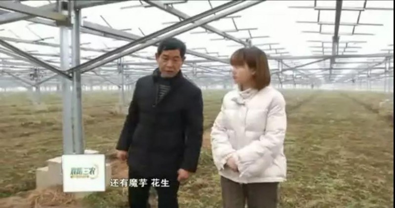 　　據(jù)央視記者報(bào)道，近日，錦浪科技助力湖北省宜城王集鎮(zhèn)觀音村，采用典型的“農(nóng)光互補(bǔ)”模式，實(shí)現(xiàn)了全村人共同“生態(tài)收益”的目標(biāo)，引起了廣大人民群眾的熱烈反響。 　　 　　走進(jìn)光伏電站區(qū)，首先映入眼簾的是一片藍(lán)汪汪的光伏海洋，一望無(wú)際，若是走近仔細(xì)一看，才發(fā)現(xiàn)這么一大片區(qū)域里不完全是光伏板，原來(lái)在光伏板下邊還有另一片“柳暗花明”的天地，綠油油的青菜鋪滿整塊地面實(shí)在好看極了。 　　 　　據(jù)記者報(bào)道，這便是觀音村這兩年響應(yīng)國(guó)家“精準(zhǔn)扶貧”和“光伏扶貧”政策，投資2億元建成20MWP“農(nóng)光互補(bǔ)”地面光伏電站。此電站光伏支架采用的是同景新能源的跟蹤支架，逆變器采用了錦浪科技公司的50kW逆變器，以它相對(duì)較小的外形，為運(yùn)輸免去了不少成本，提供了便捷安裝；4路MPPT接入，每路額定28.5A，兼容大功率組件，設(shè)計(jì)更靈活；充分的冗余設(shè)計(jì)保障逆變器長(zhǎng)壽命可靠運(yùn)行。 　　 　　同景新能源有限公司總經(jīng)理郤維平在現(xiàn)場(chǎng)對(duì)記者解釋，“我們主要的優(yōu)勢(shì)是跟蹤，我們有500臺(tái)跟蹤器可以自動(dòng)跟蹤，也就是我們常說(shuō)的‘光伏板跟著太陽(yáng)走’，這樣他與其它電站相比，它是固定式的，我們的發(fā)電量同比要增加20%。”他接著說(shuō)道，“我們不破壞土地，活動(dòng)支架，我們平時(shí)看到的可能都是打樁式的，而我們這個(gè)是小水泥塊，直接放在土地表面，可以自由移動(dòng)。”這種獨(dú)特安全的安裝方式得到農(nóng)民的大力支持。 　　 　　據(jù)現(xiàn)場(chǎng)村民說(shuō)，這里的主要農(nóng)作物有黃精，桔梗，花生，魔芋等，以黃精價(jià)值尤為突出，黃精作為一種名貴藥材喜歡蔭涼，所以光伏板既全方位吸收了太陽(yáng)能，又很好的為農(nóng)作物起到了遮陽(yáng)的作用；它的生長(zhǎng)周期需要兩三年，然而價(jià)值非?？捎^，給他們帶來(lái)相當(dāng)不錯(cuò)的收益。 　　 　　王集鎮(zhèn)觀音村這種典型的“農(nóng)光互補(bǔ)”模式，正是利用較少的投資獲得更多的利益，實(shí)現(xiàn)了“光伏脫貧”的“生態(tài)效益”的目的，還讓當(dāng)?shù)剞r(nóng)民每年有了一份固定的收入。據(jù)統(tǒng)計(jì)，一畝地一年能收入5萬(wàn)元，人均年收入可達(dá)2.5萬(wàn)元以上。 　　 　　國(guó)家近年來(lái)推行的“光伏扶貧”政策越來(lái)越深入人心，讓一批又一批的農(nóng)民走上了脫貧致富的道路，我們也希望更多的農(nóng)民能夠利用這種“農(nóng)光互補(bǔ)”的模式，早日擺脫貧困生活，實(shí)現(xiàn)共同富裕。